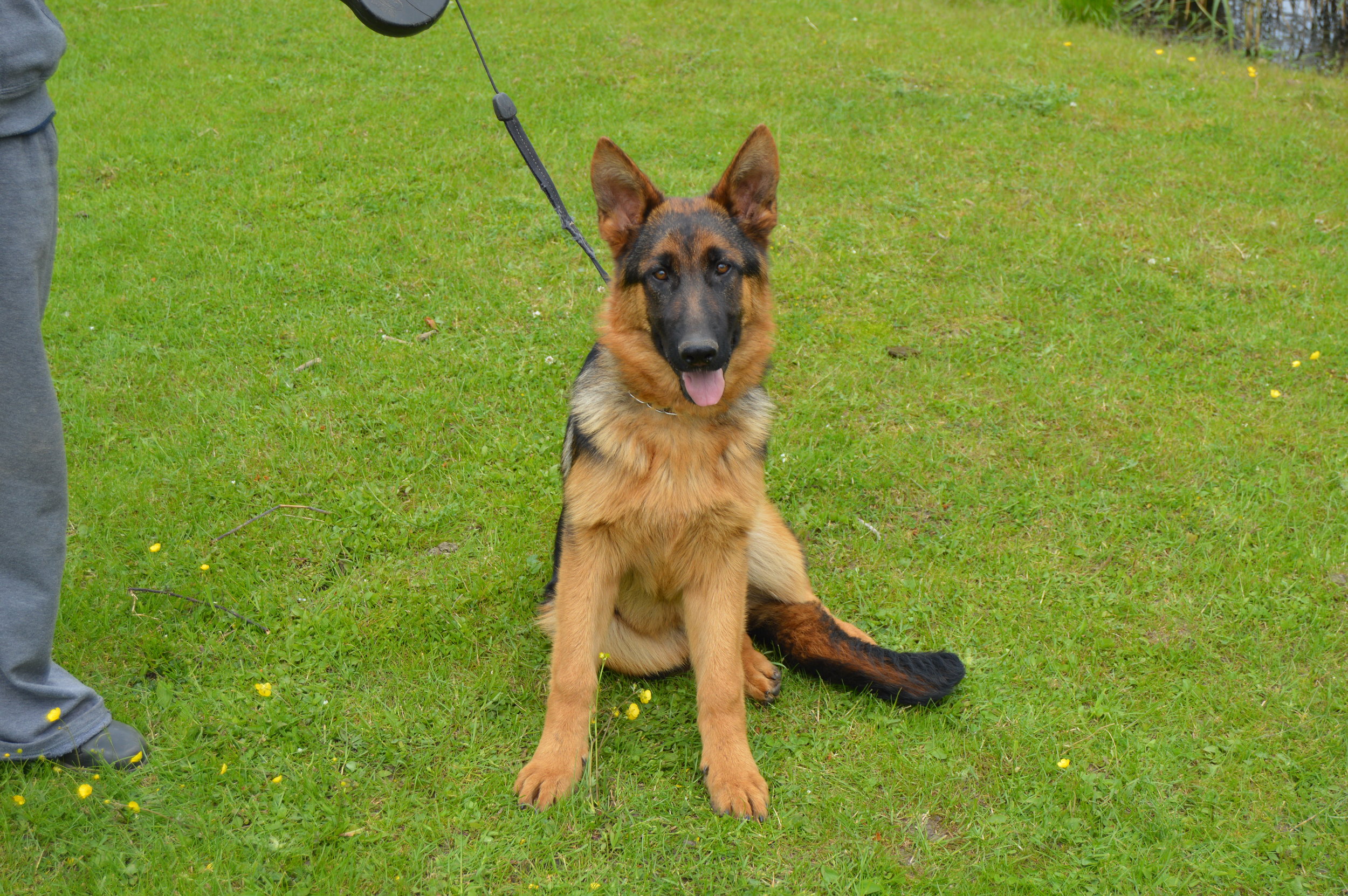 Schæferhvalp fra Kennel Roager