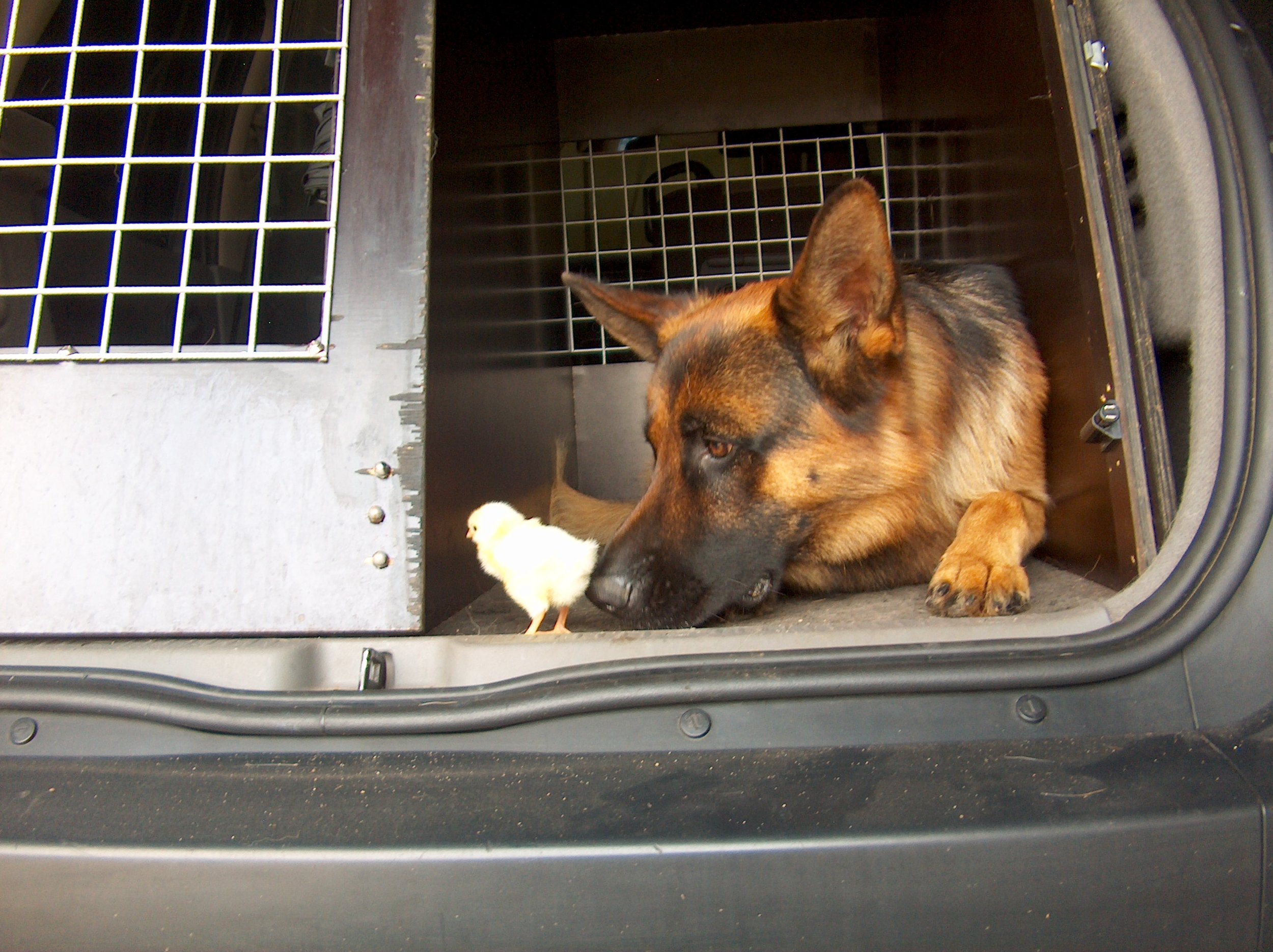 Schæferhan fra Kennel Roager