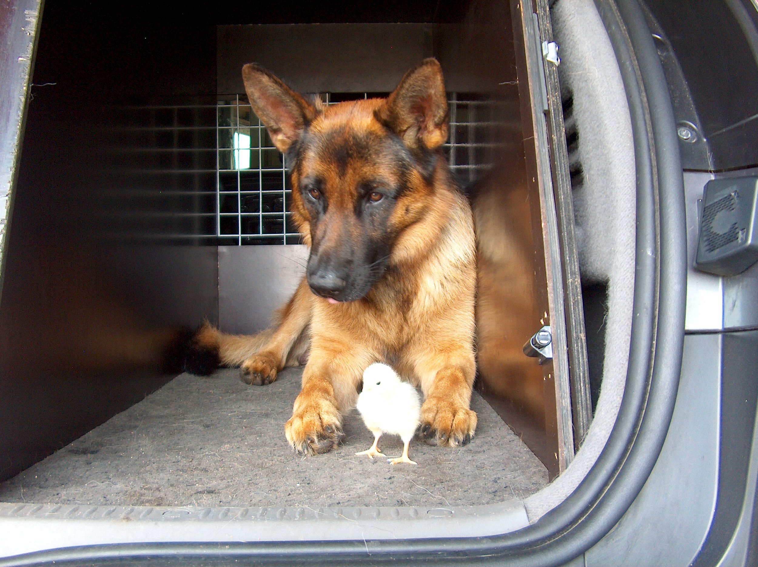 Schæferhan fra Kennel Roager