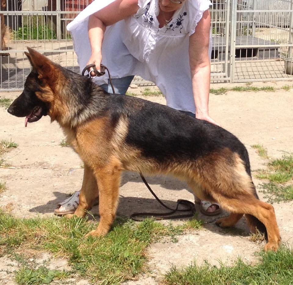 Schæferhan fra Kennel Roager