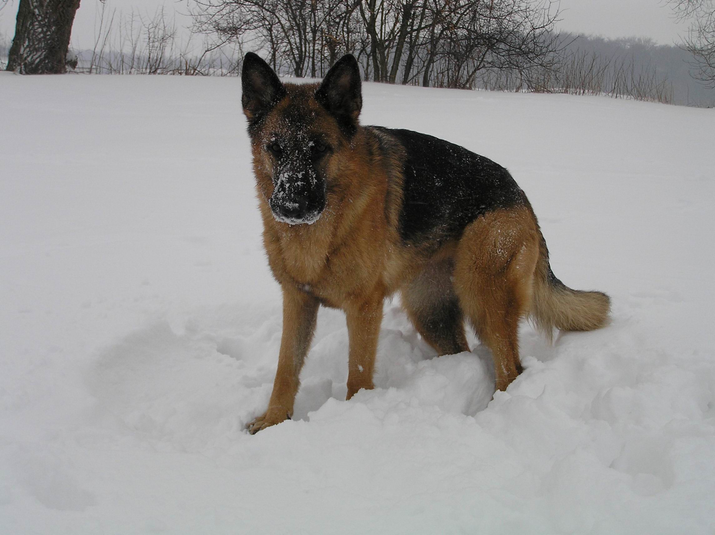 Schæfer fra Kennel Roager