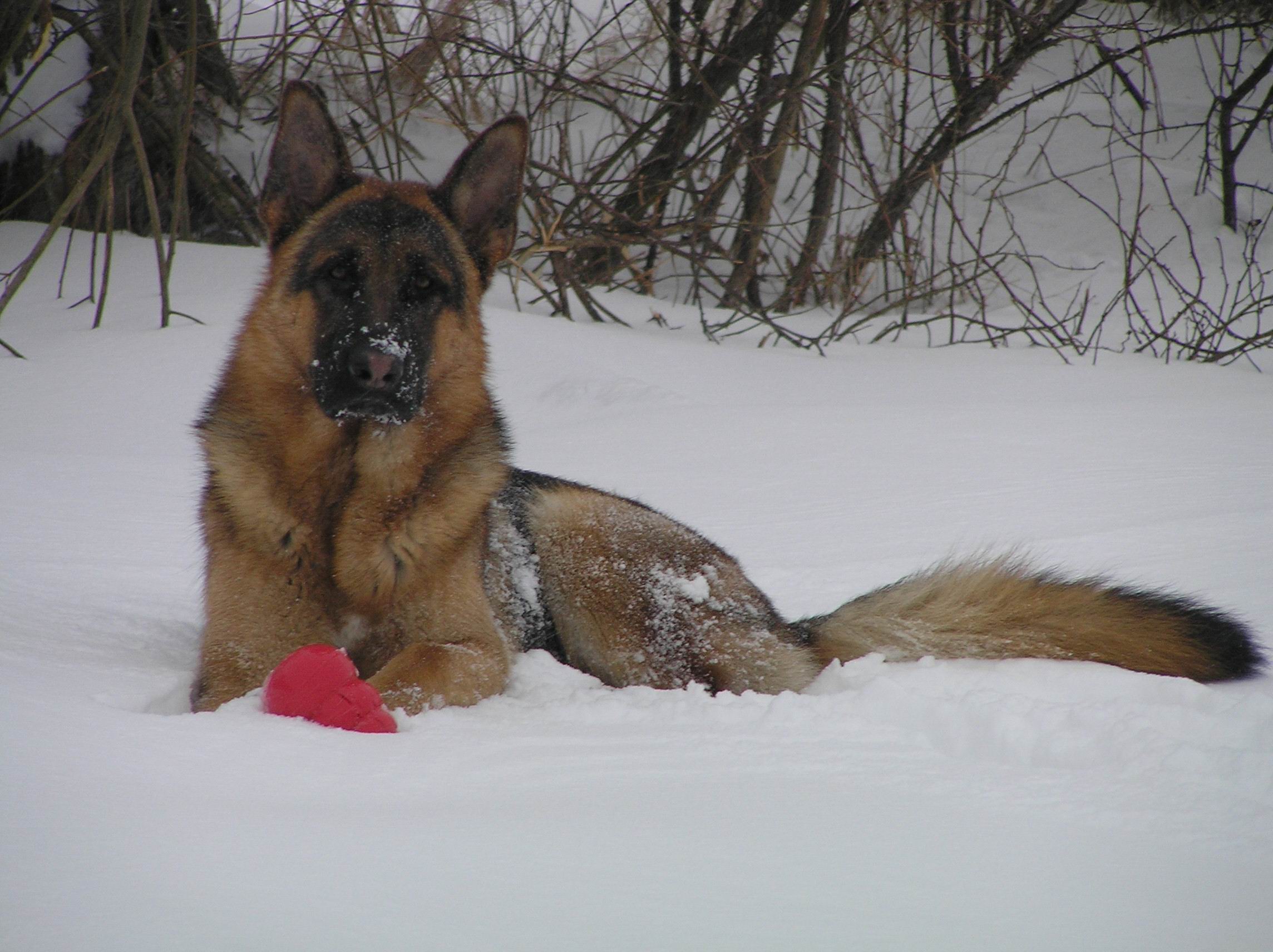 Schæfer fra Kennel Roager