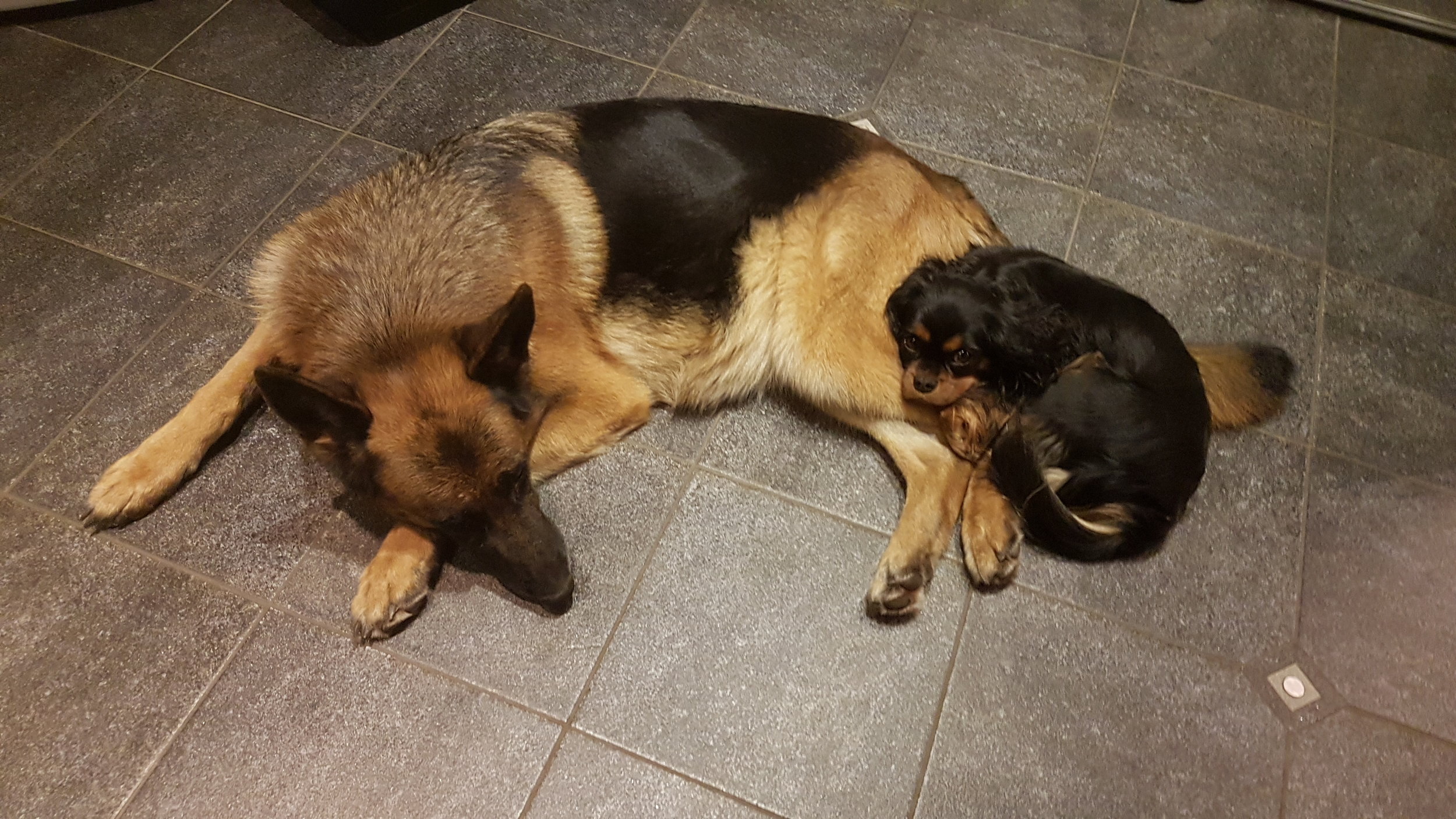 Cavalier king charles spaniel Liva hygger med schæfer Zammie 2017-02-09 2.jpg