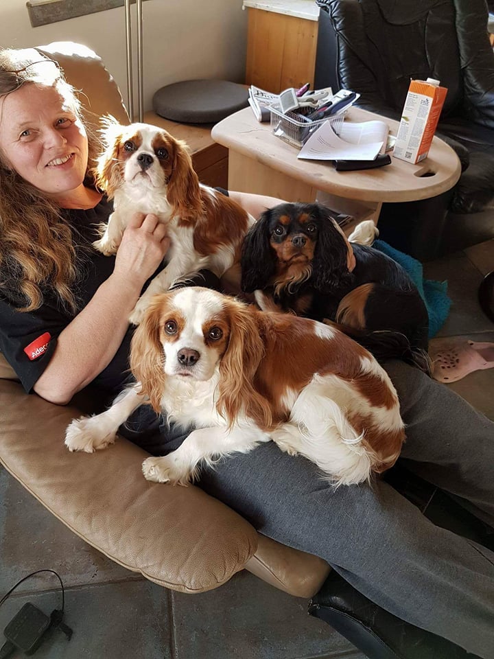 Cavalier king charles spaniels tæverne Liva, Alberte og Nikita på skødet 2017.jpg