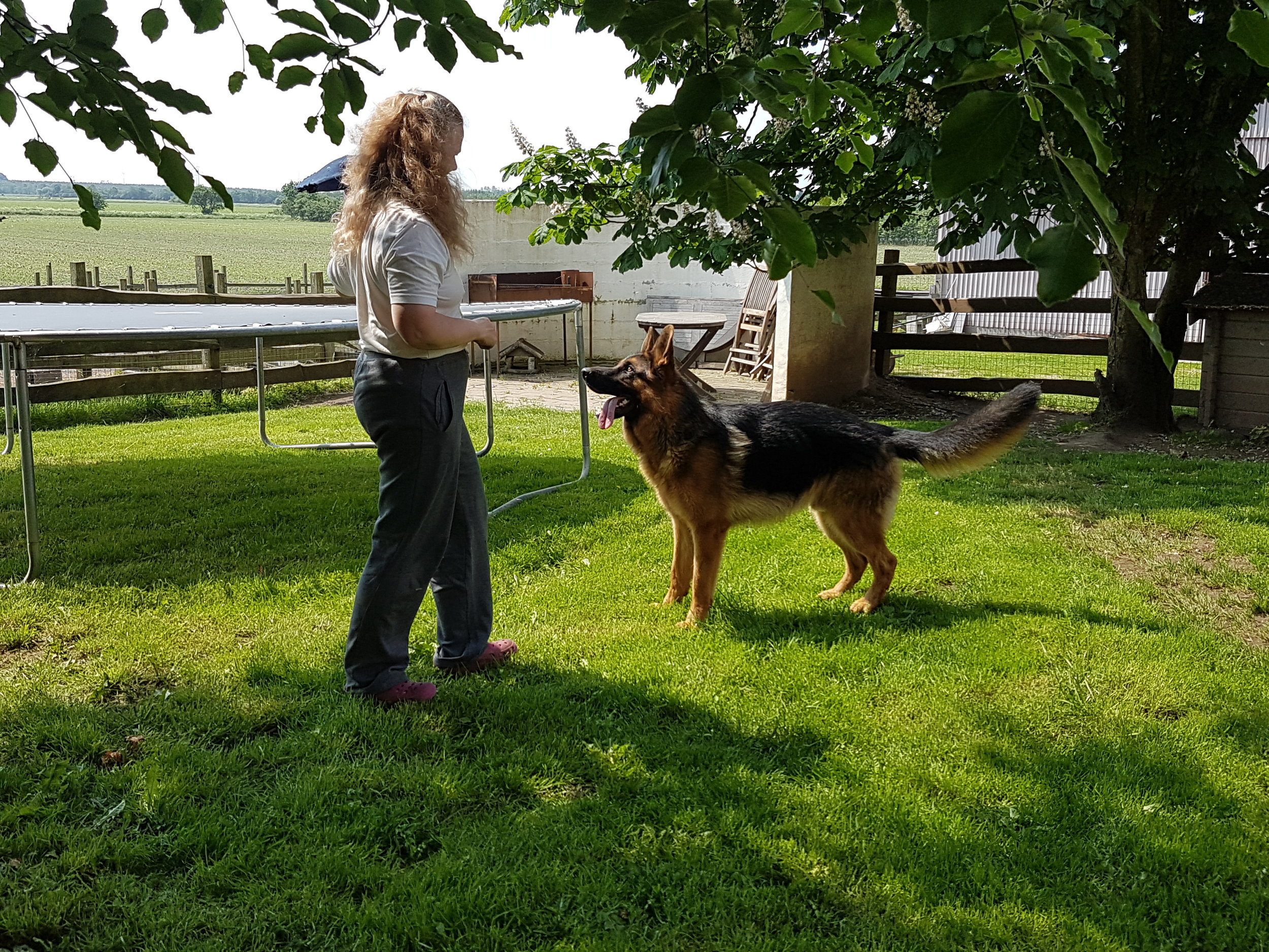 Schæferhan fra Kennel Roager