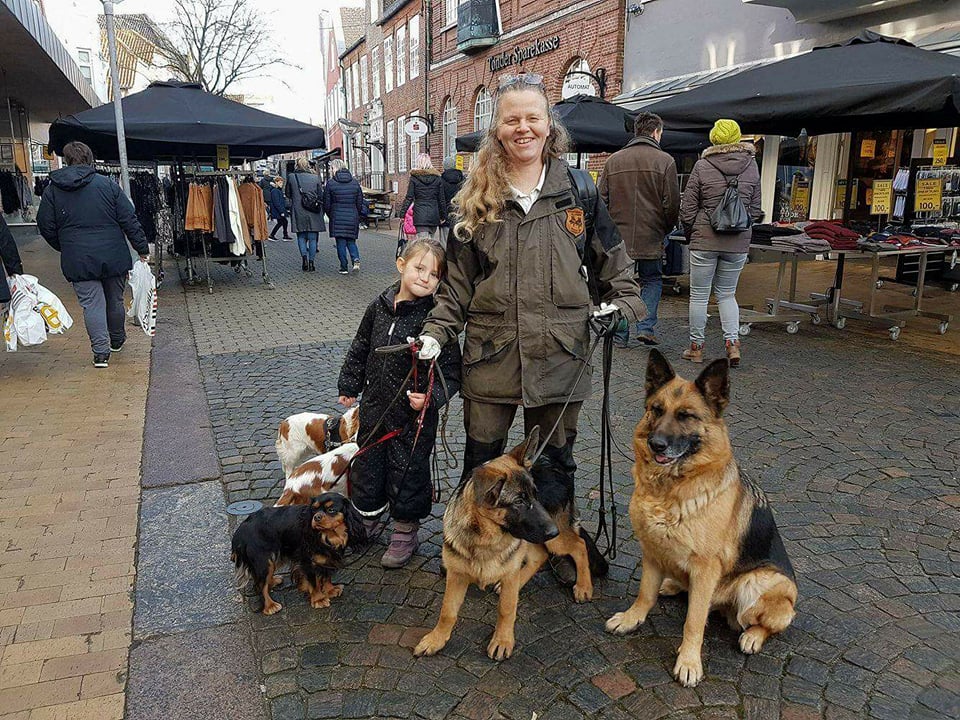 I gågaden med 3 cavalier king charles spaniels og 2 schæfere forår 2017.jpg