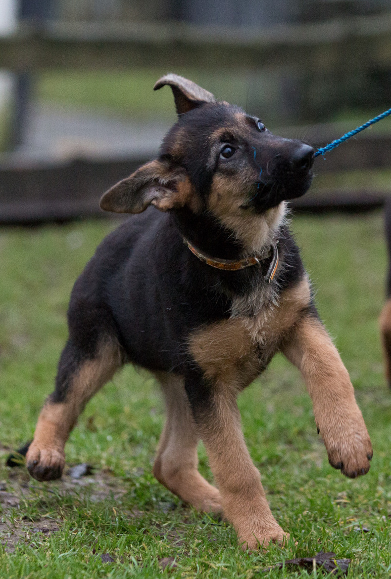 Schæferhvalp fra Kennel Roager