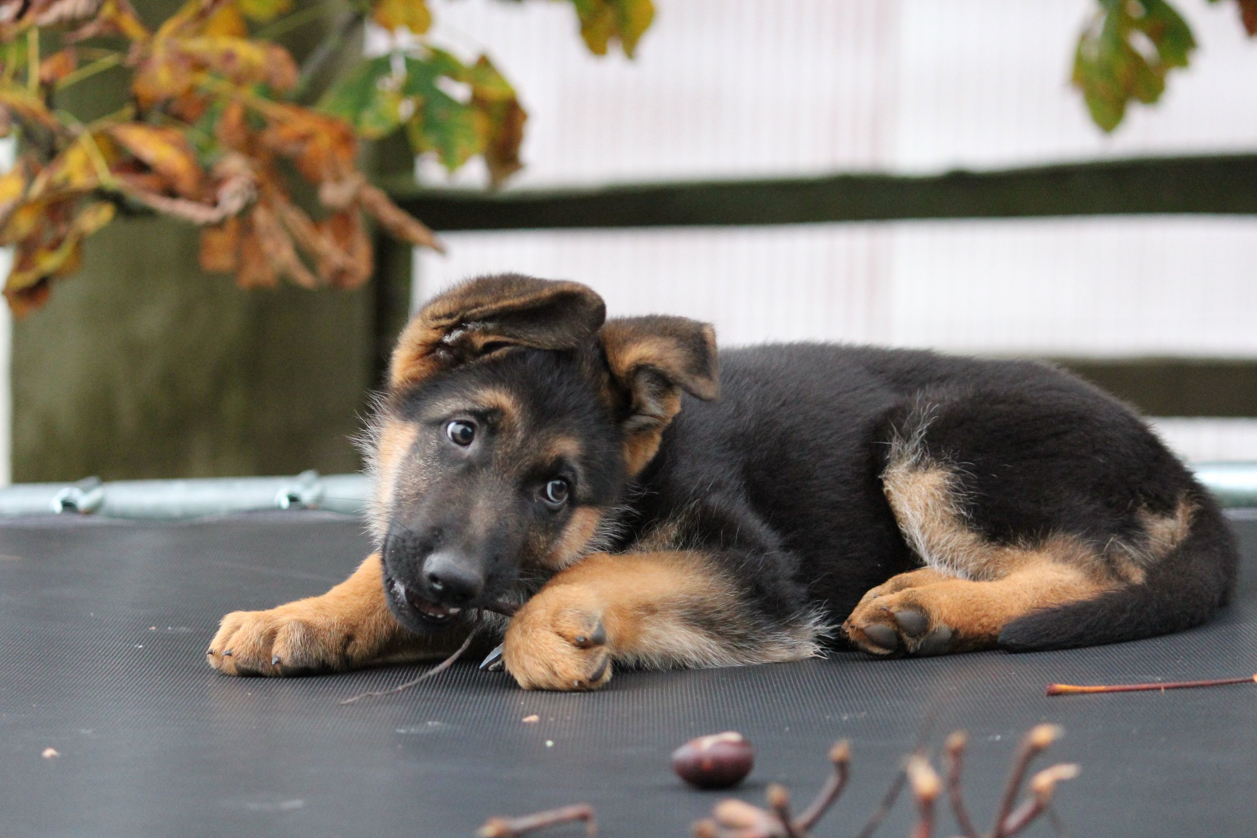 Schæferhvalp fra Kennel Roager