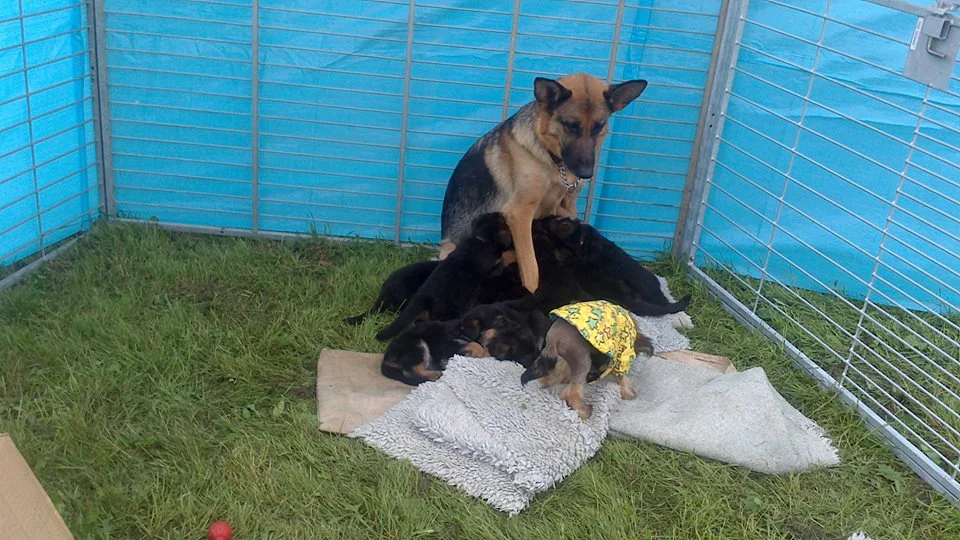 Schæfertæve Roager´s Vukka med schæferhvalpe. Som trækplaster og oppasser for småhunde på Hundens Dag i DcH.