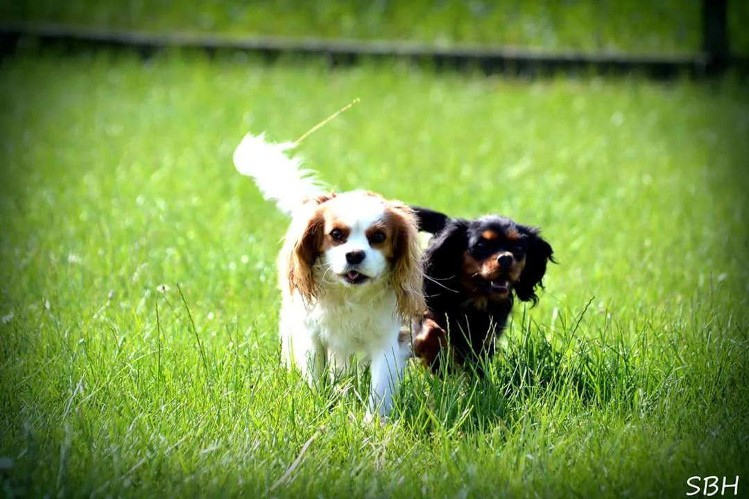 2 cavalier king charles spaniels i løb - Liva og Alberte.jpg