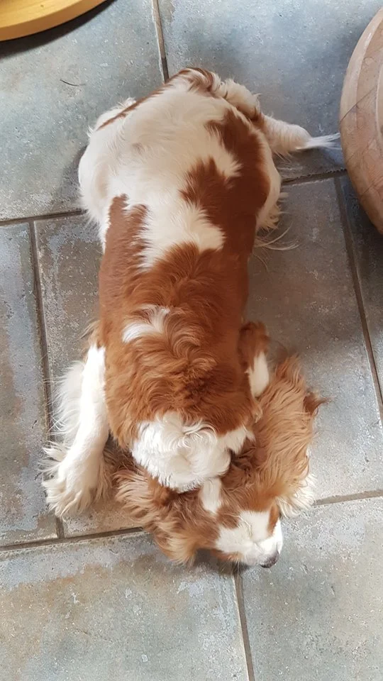 Cavalier king charles spaniel tæve Alberte 23.6.2018.jpg