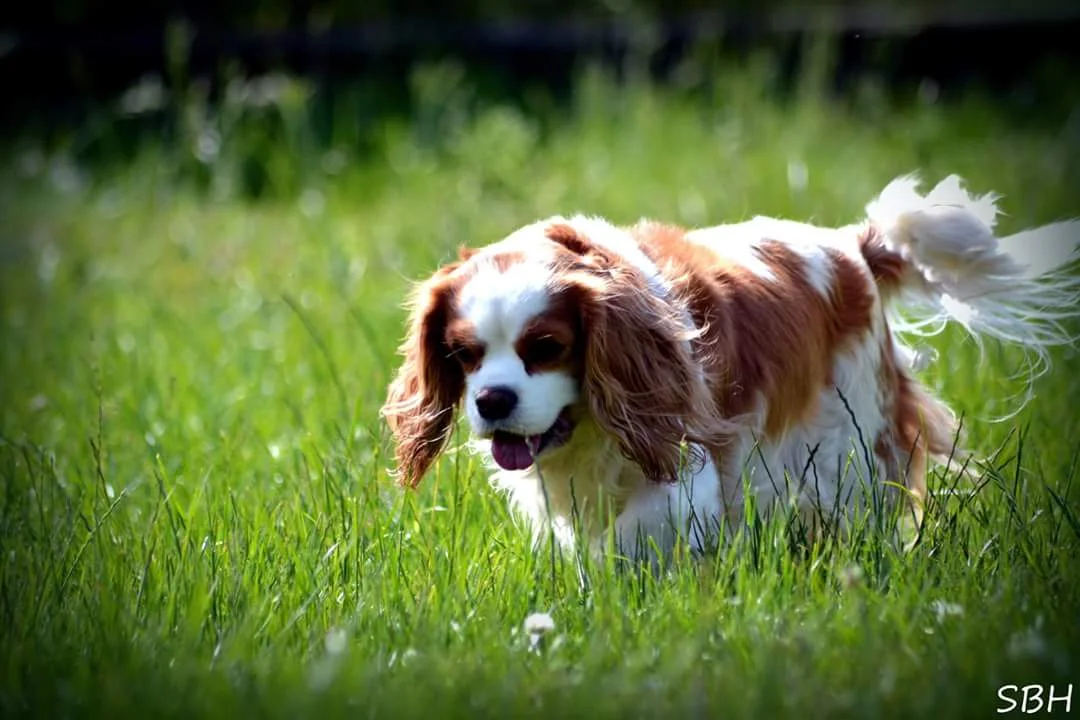 Cavalier king charles spaniel tæve Alberte 2017-07-11 nr. 2.jpg