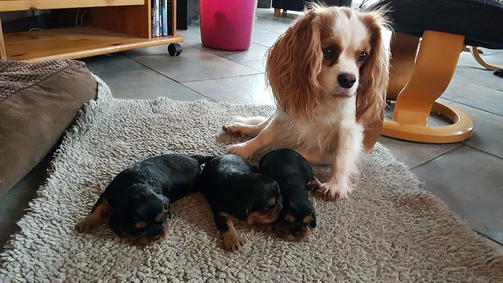 Cavalier king charles spaniel tæve Alberte med Roagers CKC B-kuld 1.jpg
