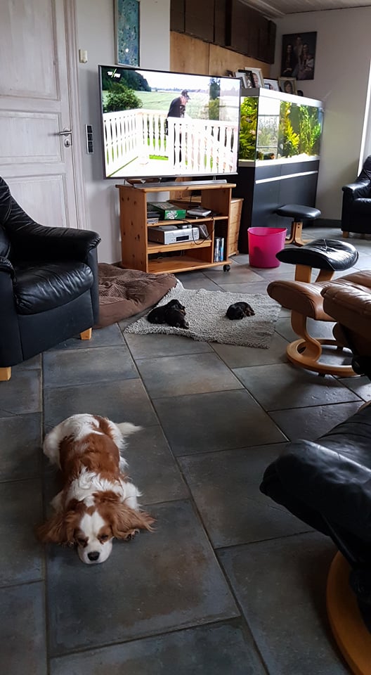 Cavalier king charles spaniel tæve Alberte med Roagers CKC B-kuld 2.jpg