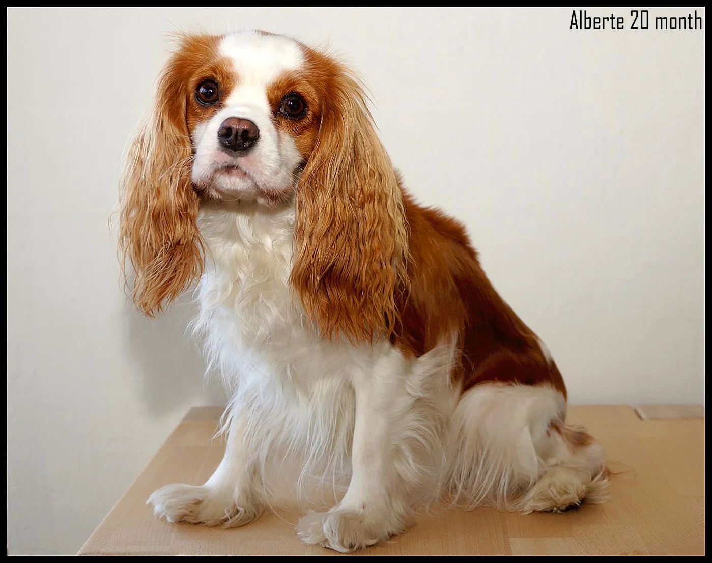 Cavalier king charles spaniel tæve Alberte siddende (ca 350 KB).jpg