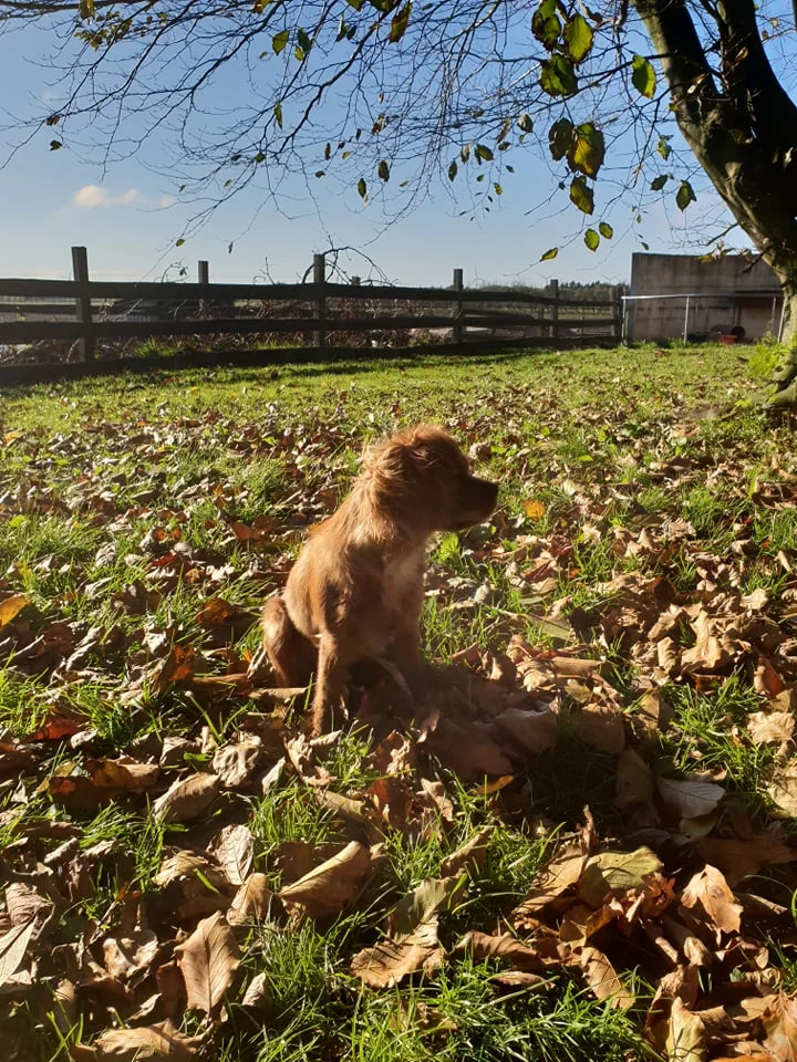 Cavalierhvalp Chilli