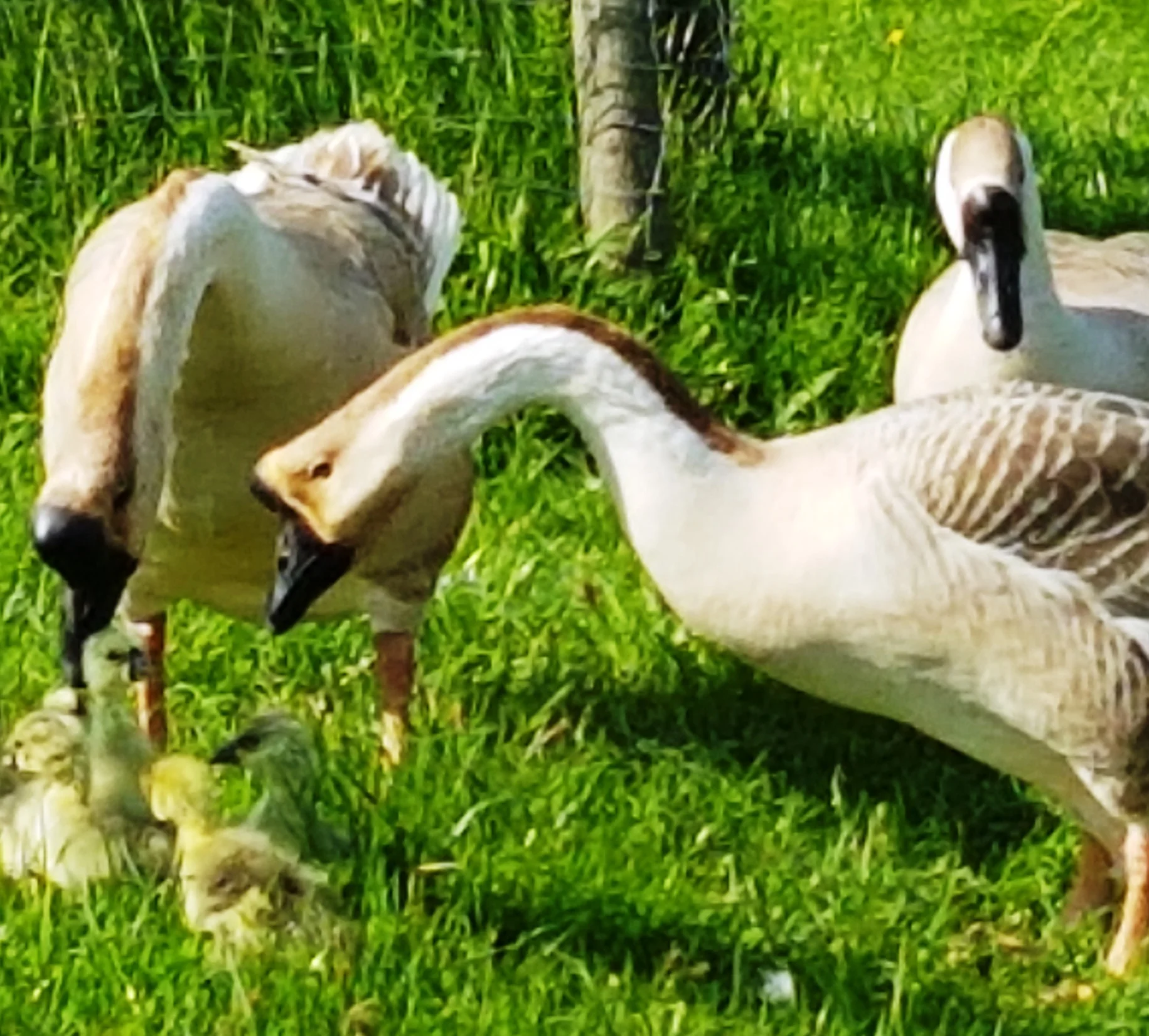 Svanegæs familie