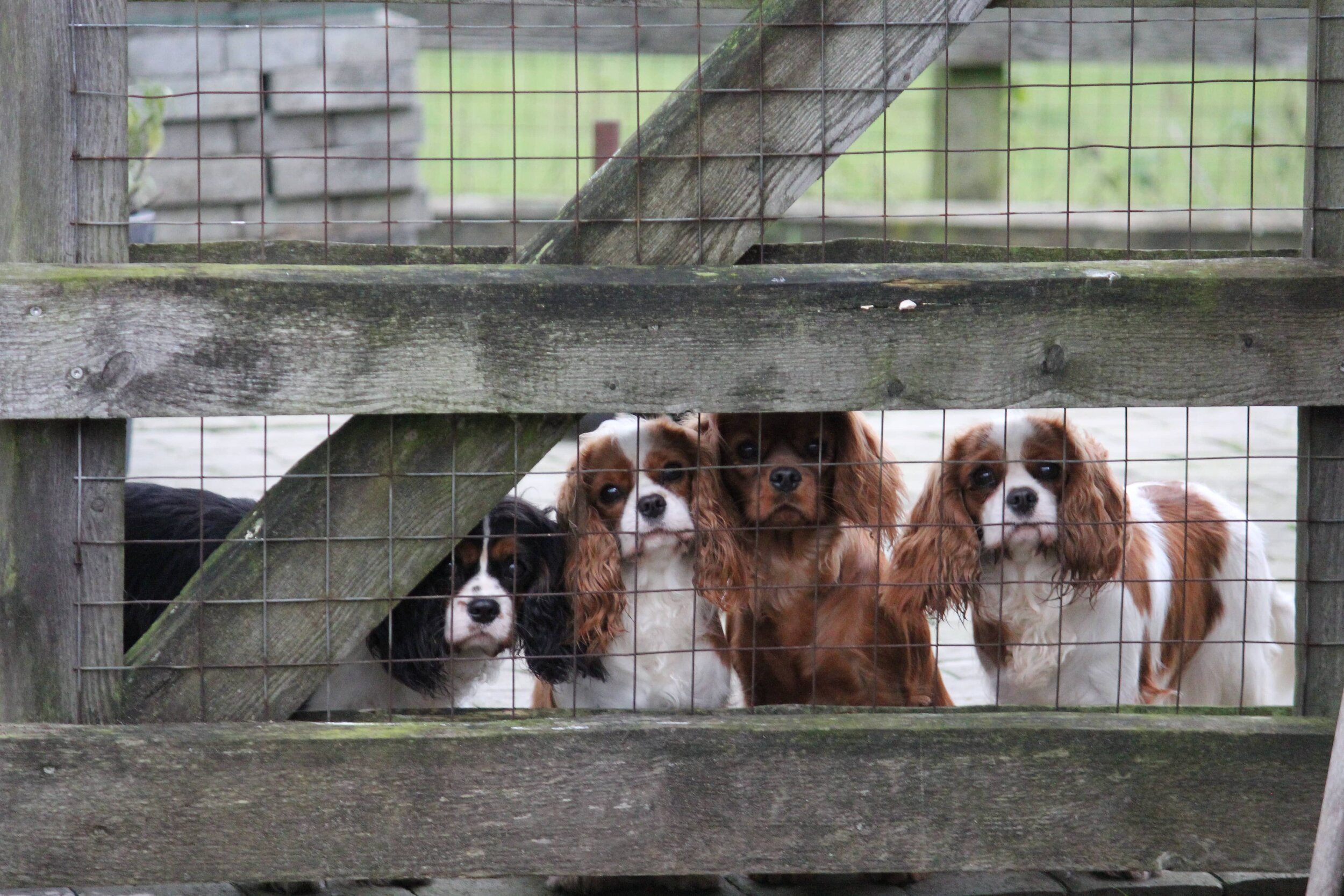 4 cavalier unghunde kigger ved hegn