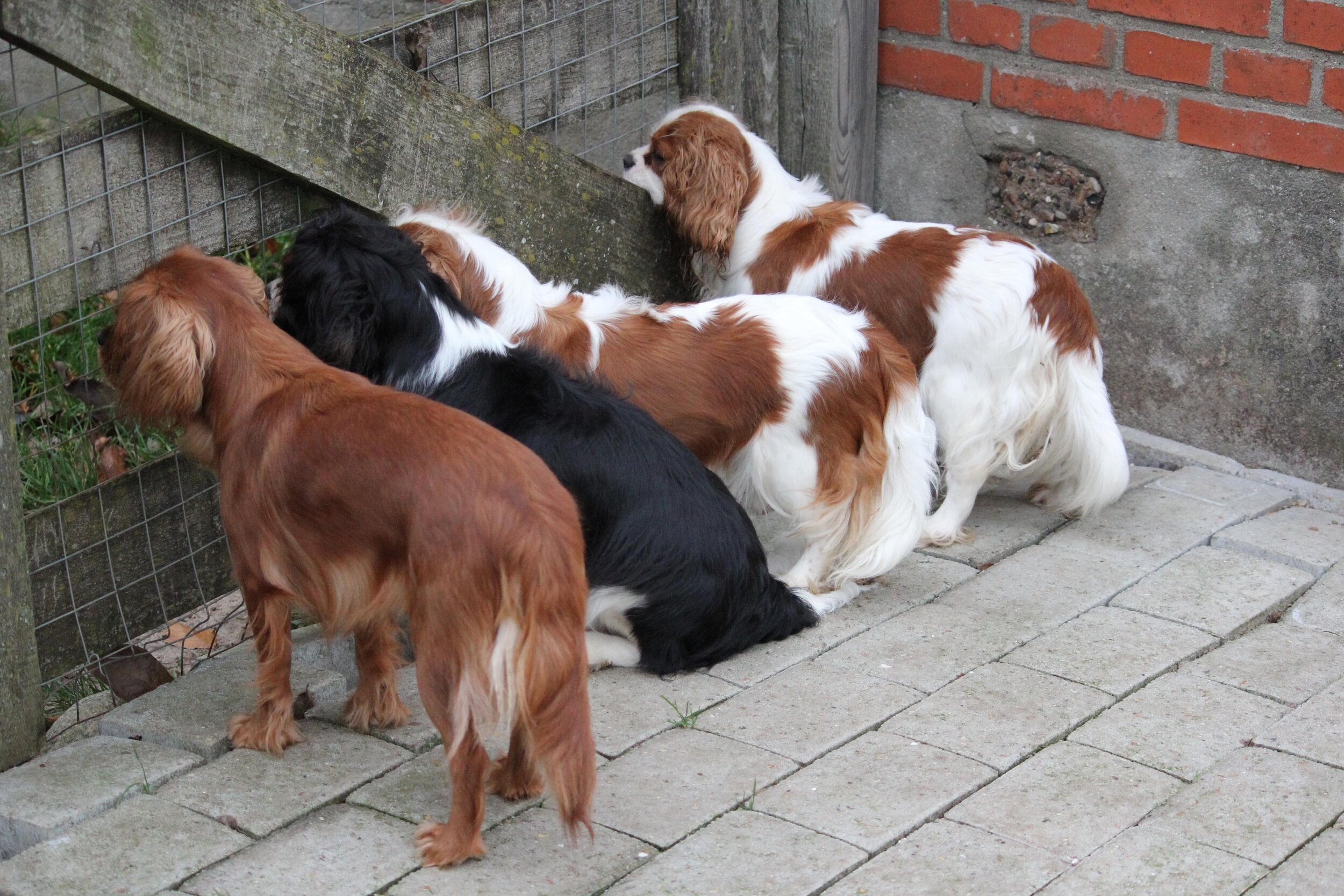 4 cavalier ungtæver vogter ved hegn 