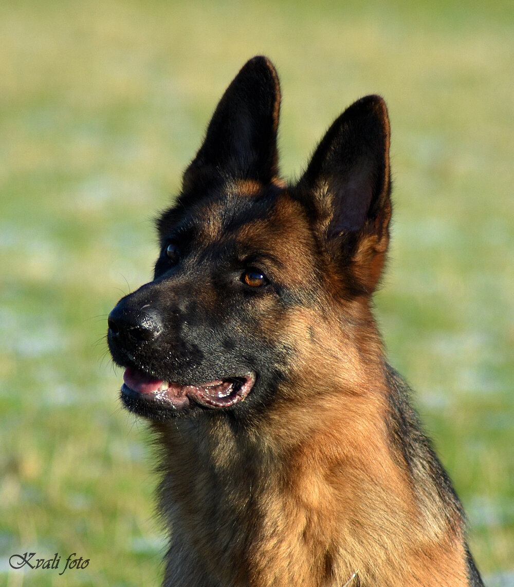 Roager´s Zaltana - avlstæve her på Kennel Roager