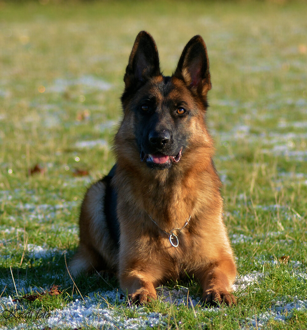 Roager´s Zaltana - avlstæve her på Kennel Roager