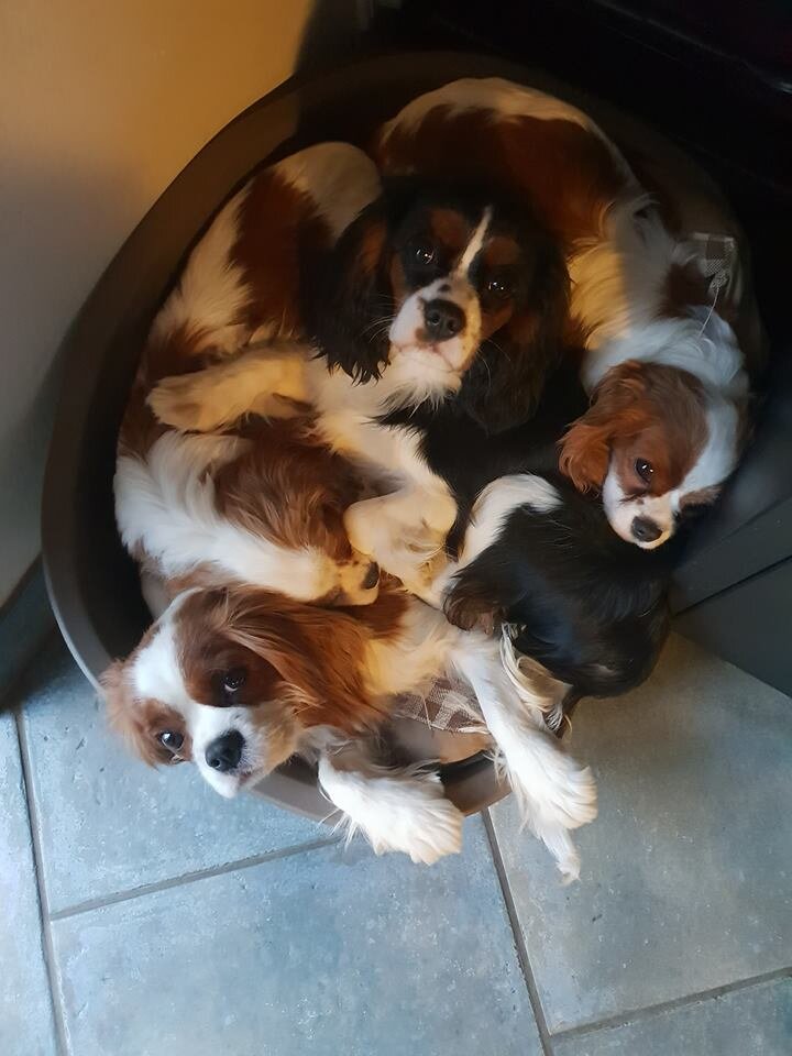 Cavalier king charles spaniels