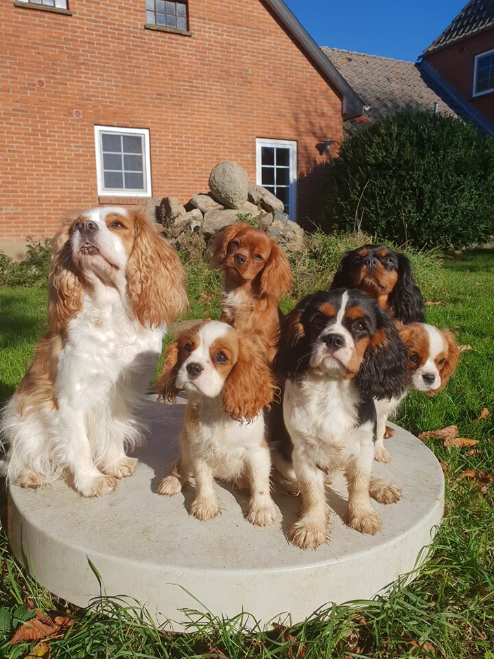 Cavalier king charles spaniels