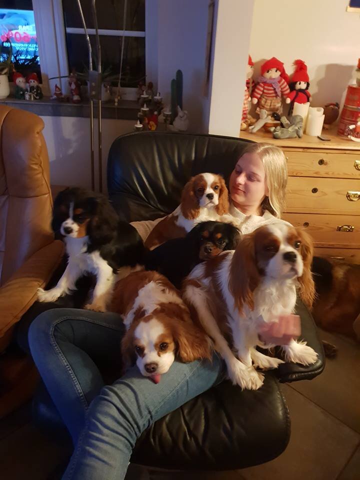 Cavalier king charles spaniels