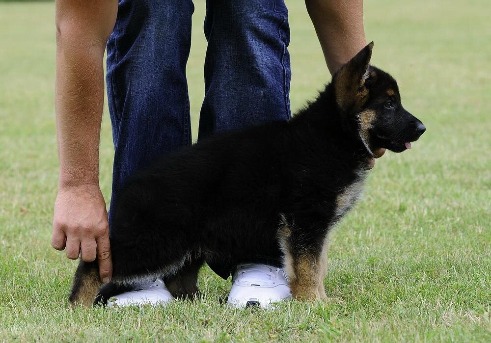 Schæferhvalp fra Kennel Roager