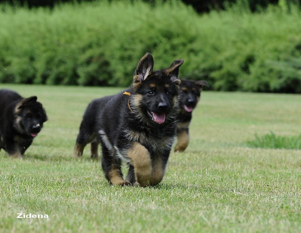 Schæferhvalpe fra Kennel Roager