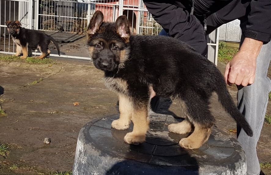 Schæferhvalpe fra Kennel Roager