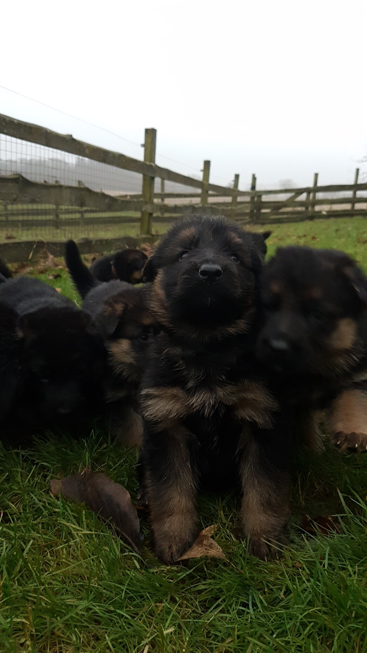 Schæferhvalpe fra Kennel Roager