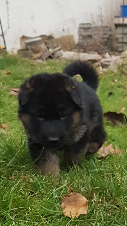 Schæferhvalp fra Kennel Roager