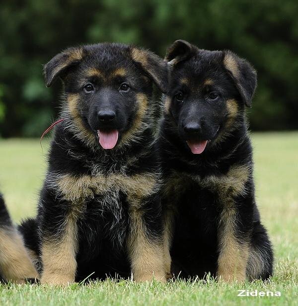 Schæferhvalpe fra Kennel Roager