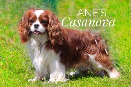 Lianes Casanova - far til Kennel Roager´s T-kuld. Muligt emne til flere af kennelens fremtidige kuld..