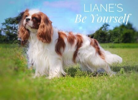 Lianes Be Yourself - far til Kennel Roagers K-kuld. 