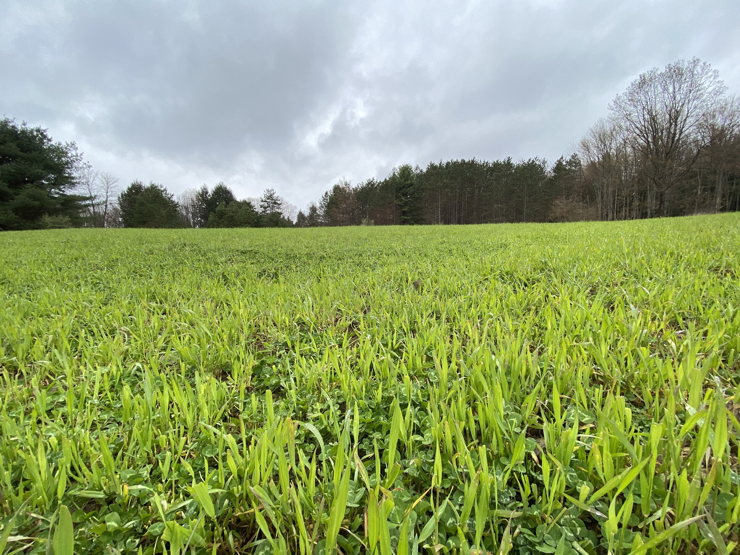 winter wheat food plots