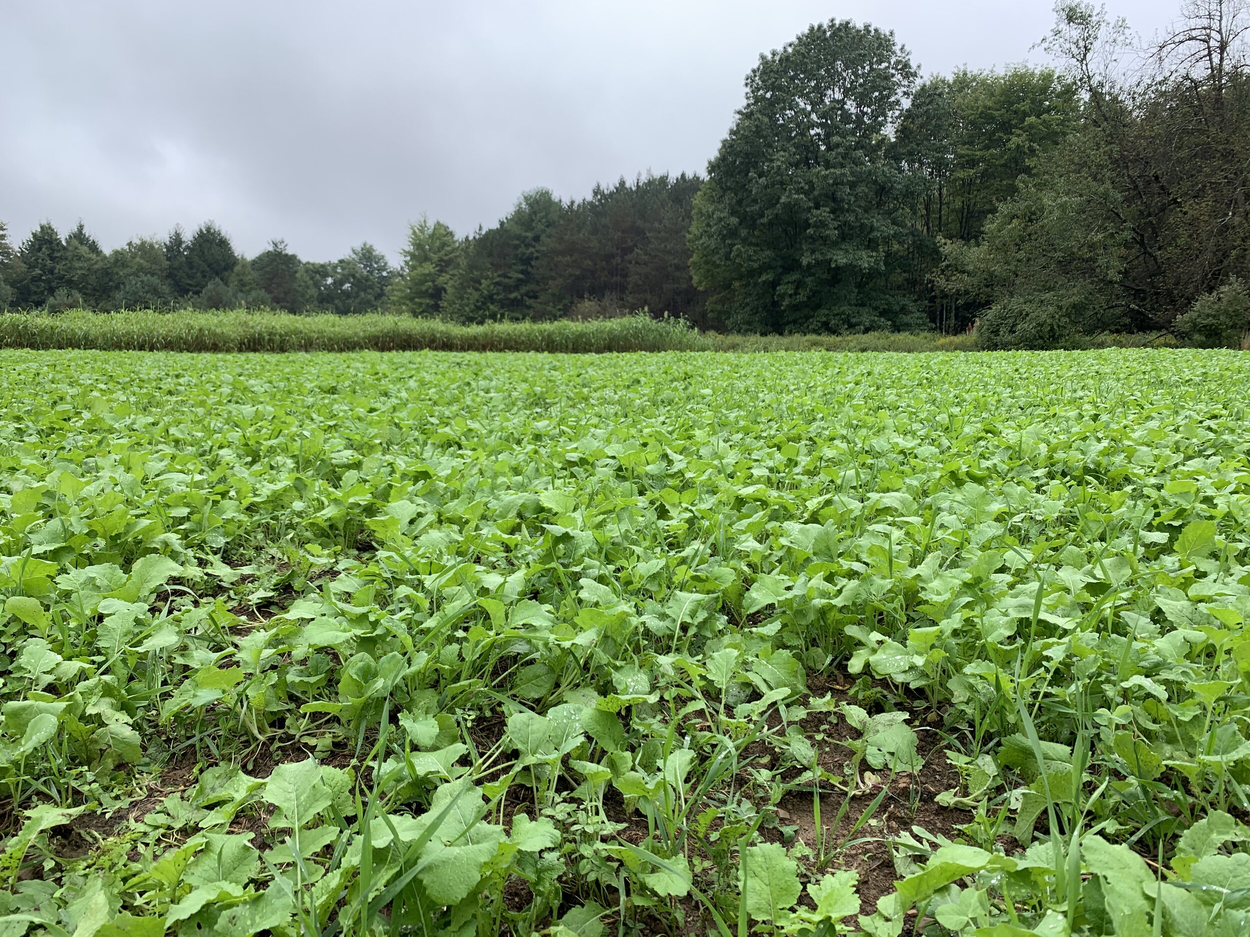 food plots for deer