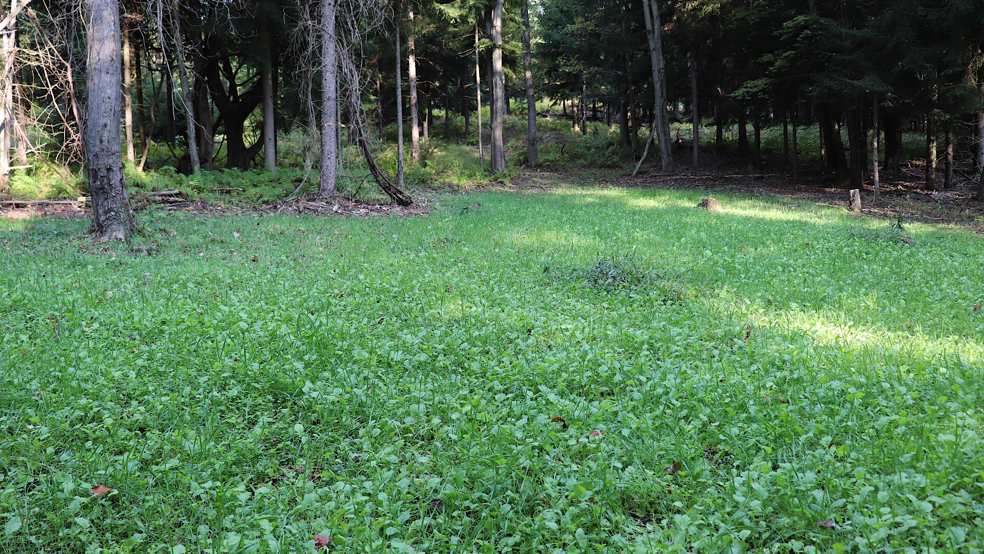 food plots in the woods