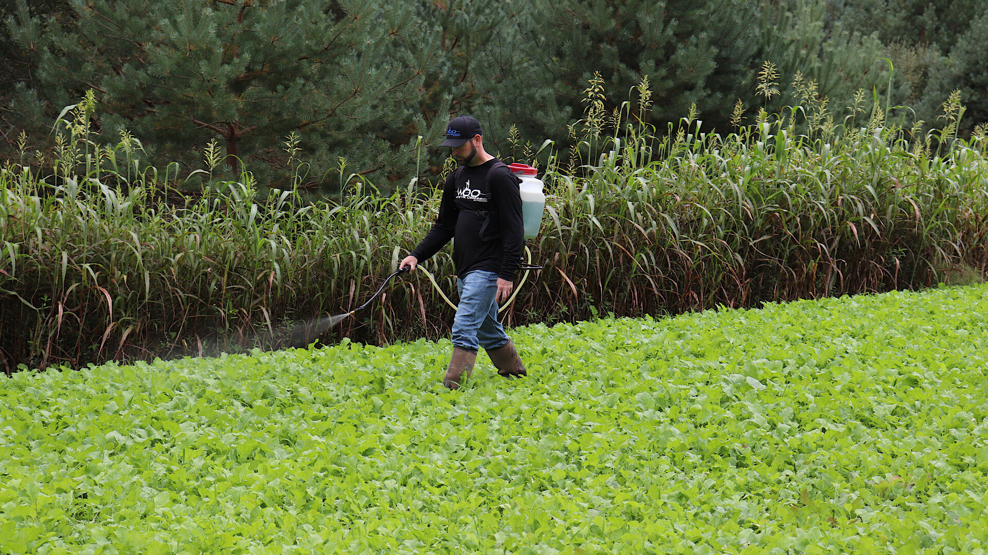 deer food plots