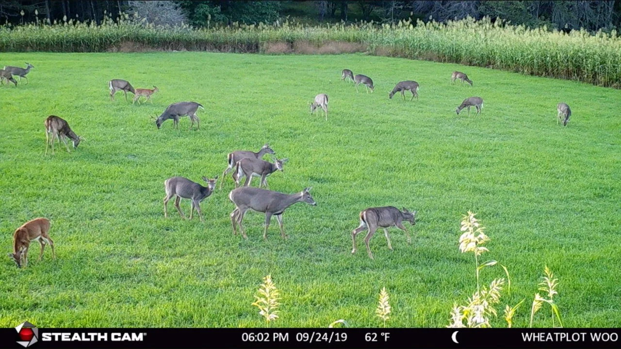 How Many Deer Can Your Hunting Property hold?? — Whitetail obsession