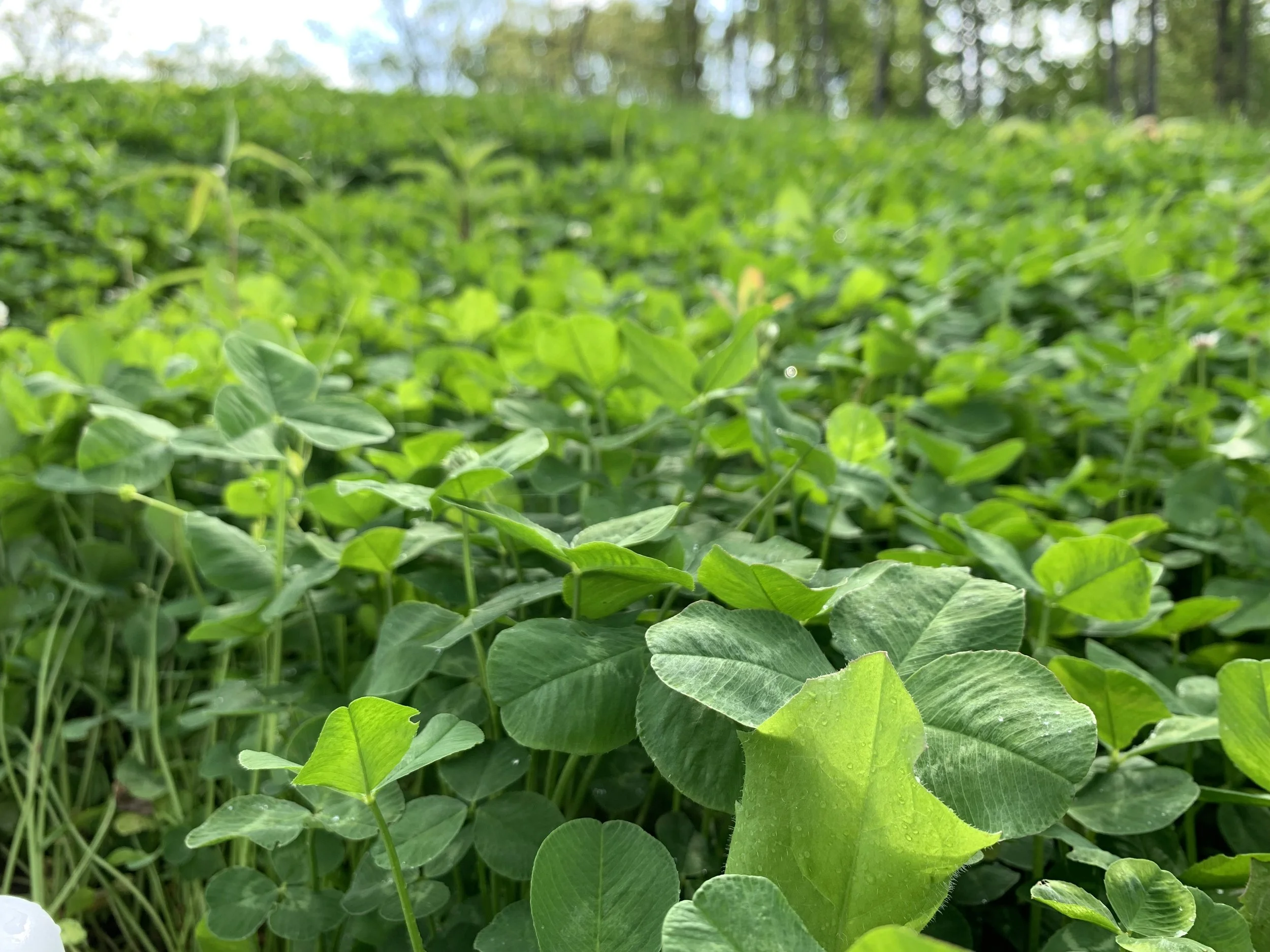 clover food plot 