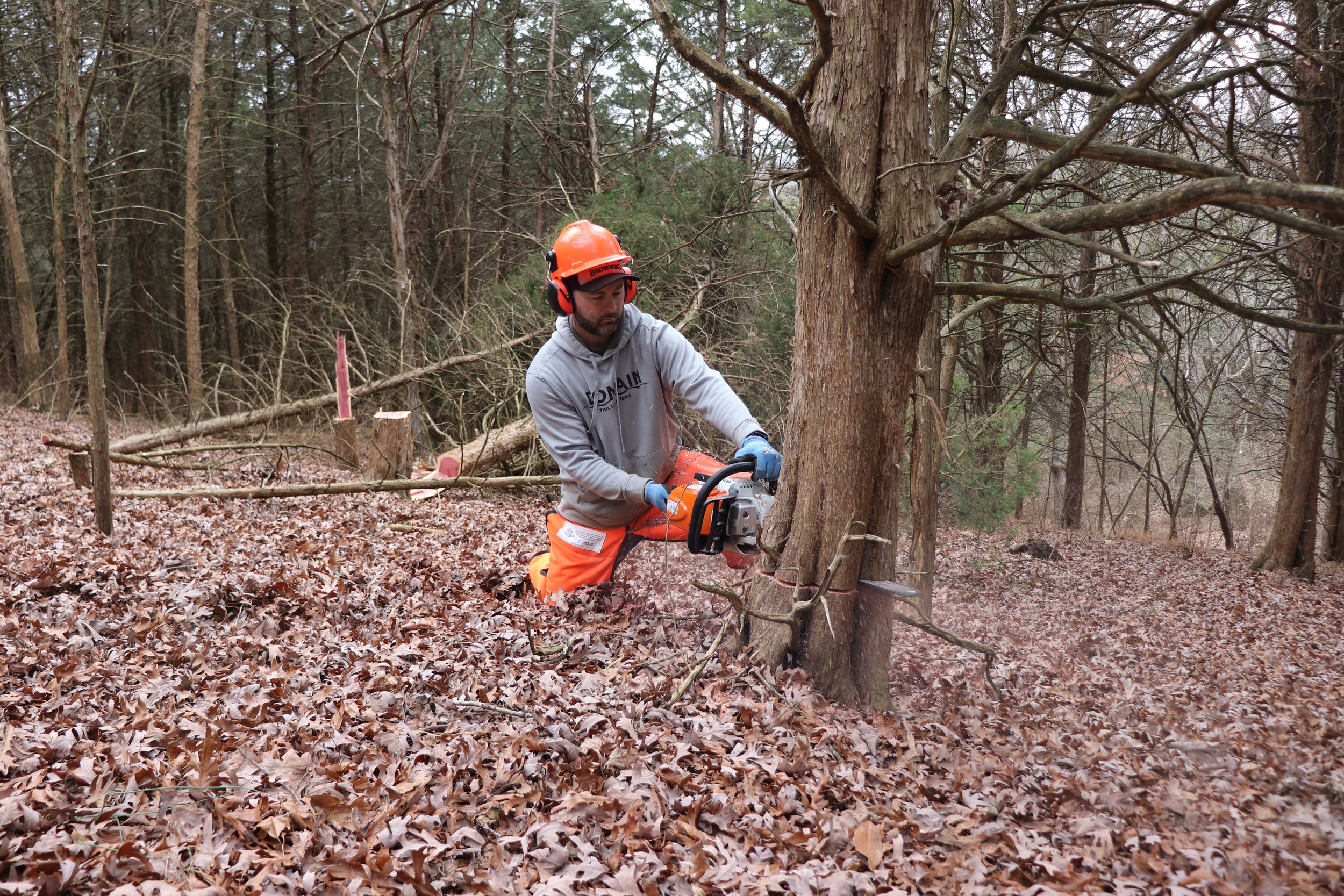 cutting cedar trees