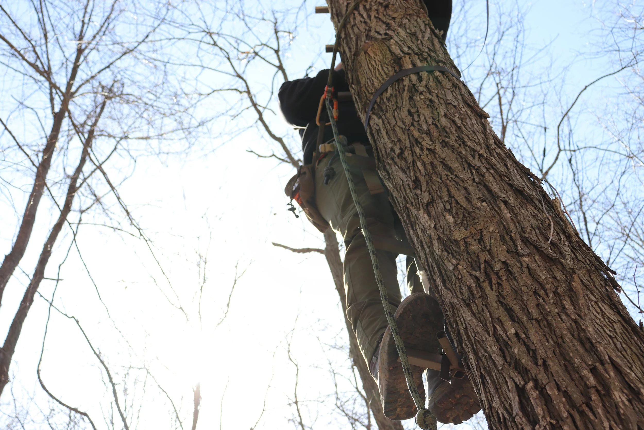 How To Improve Your Deer Hunting Property — Whitetail obsession outdoors