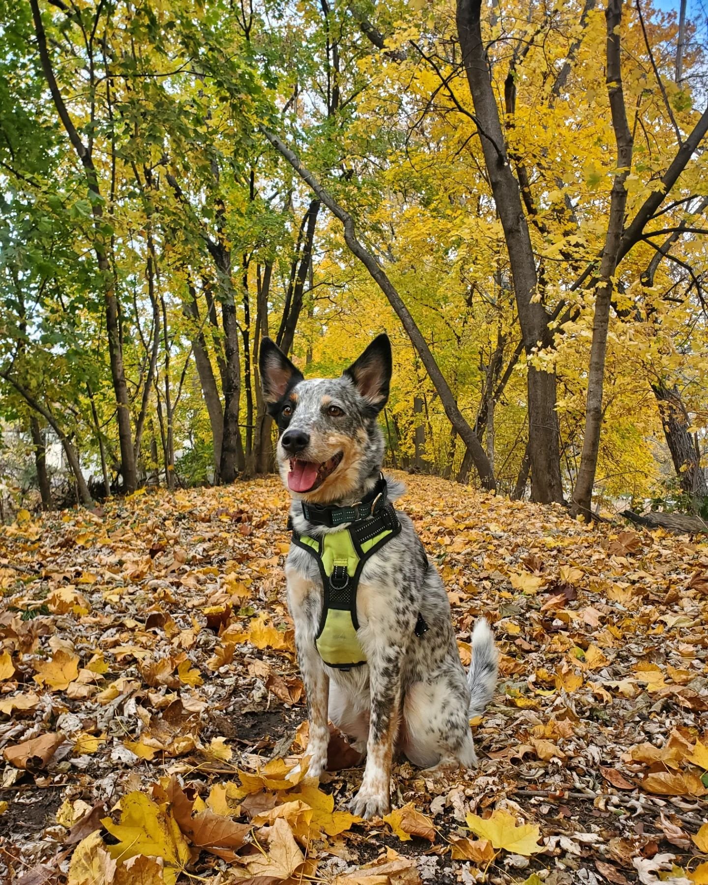 Stan in the fall. 🐕🍂

#autumninpennsylvania #autumnvibes #blueheeler #auatraliancattledog #pennsylvaniaisbeautiful #getoutside #riverrat