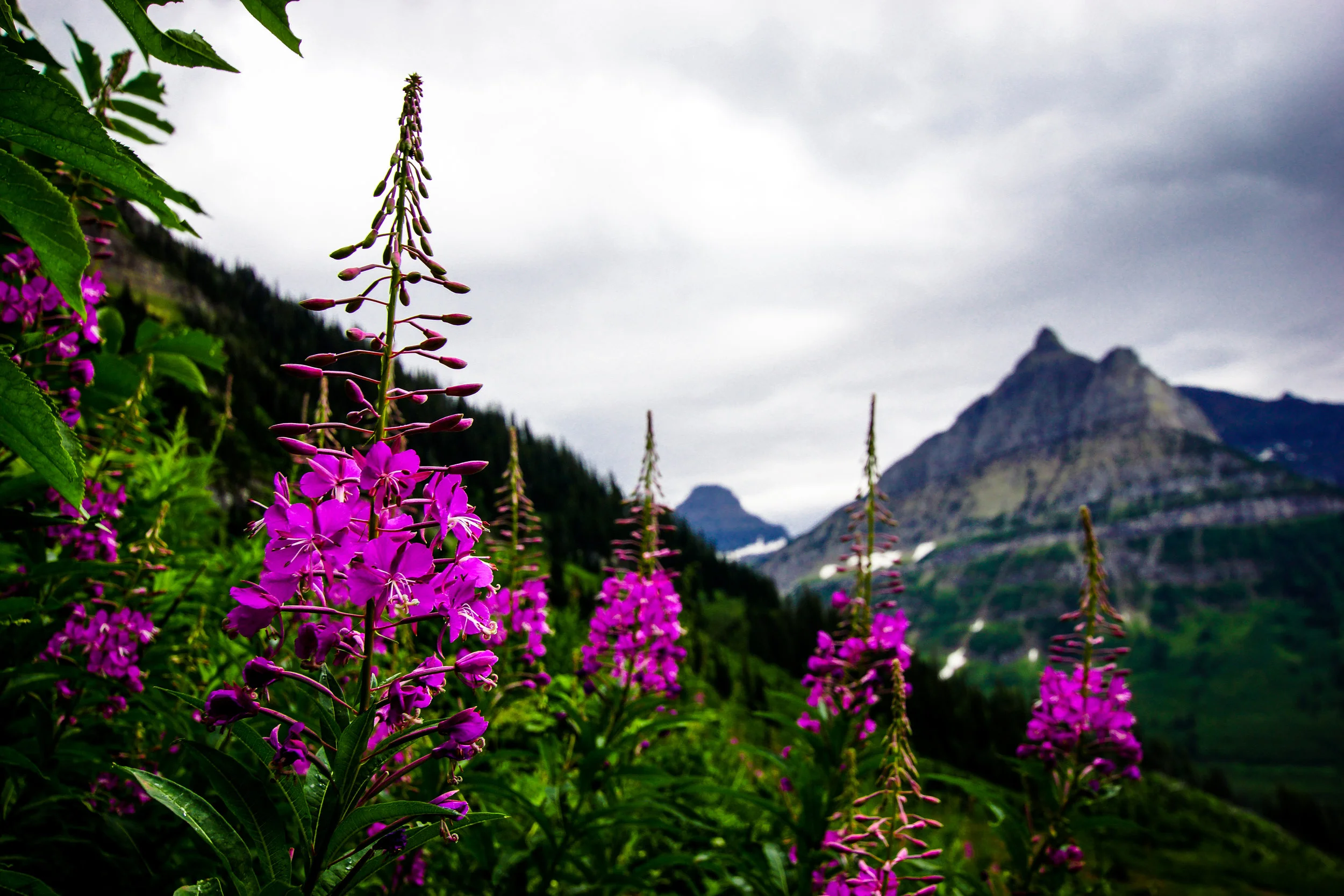 Fireweed Blossom