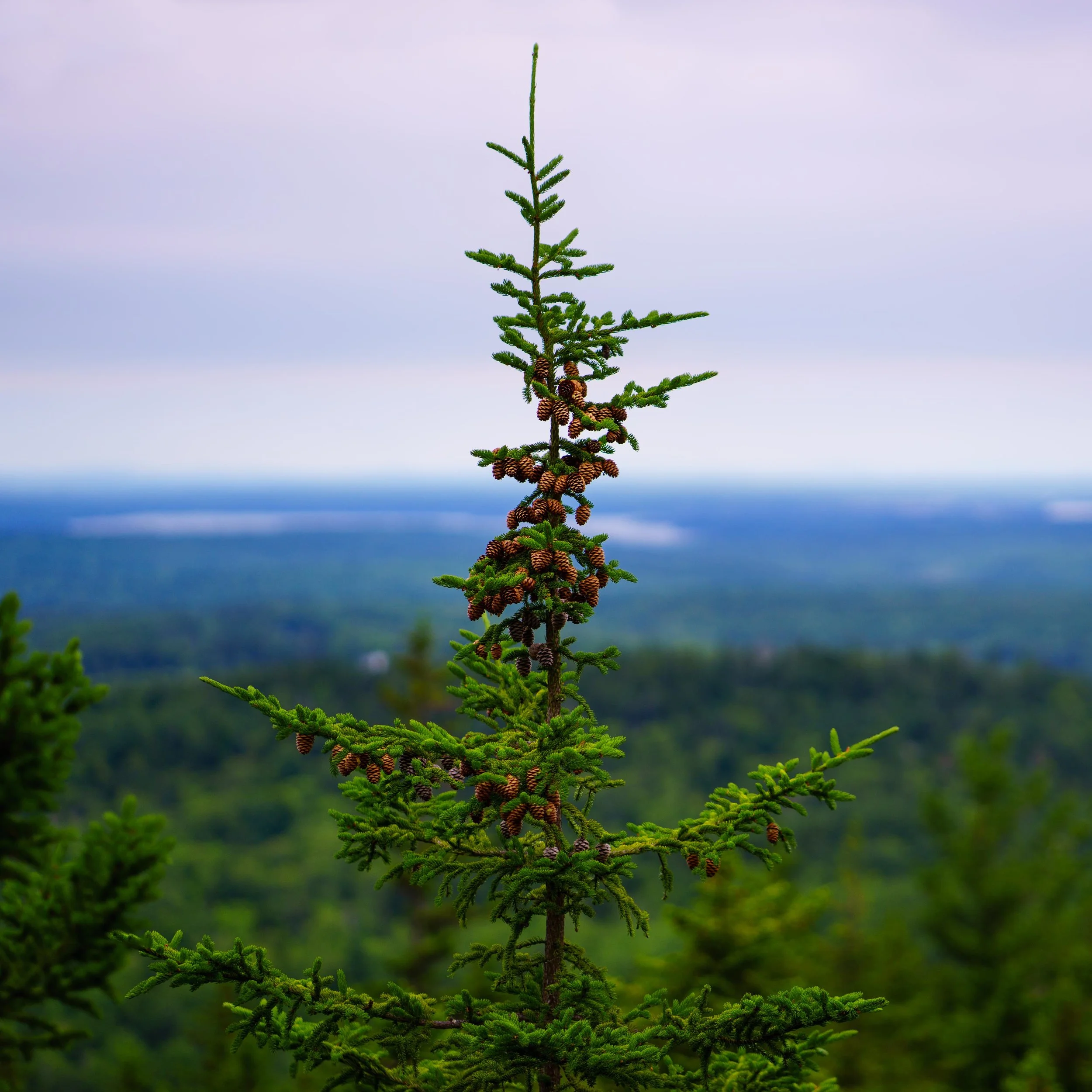 Acadia Pine