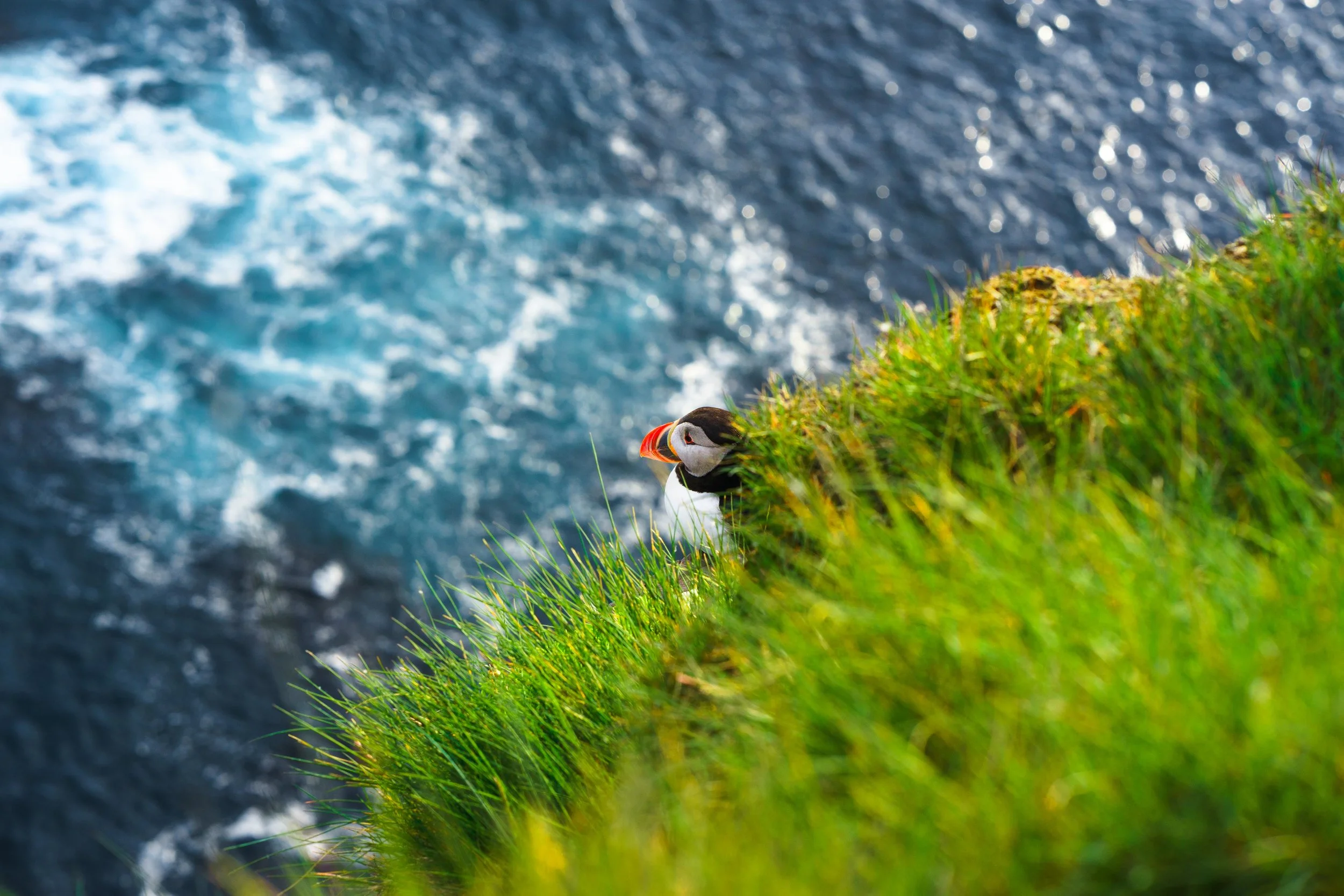 Atlantic Puffin