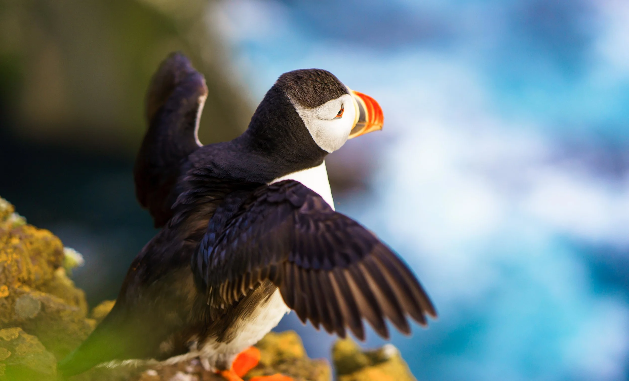 Puffin
