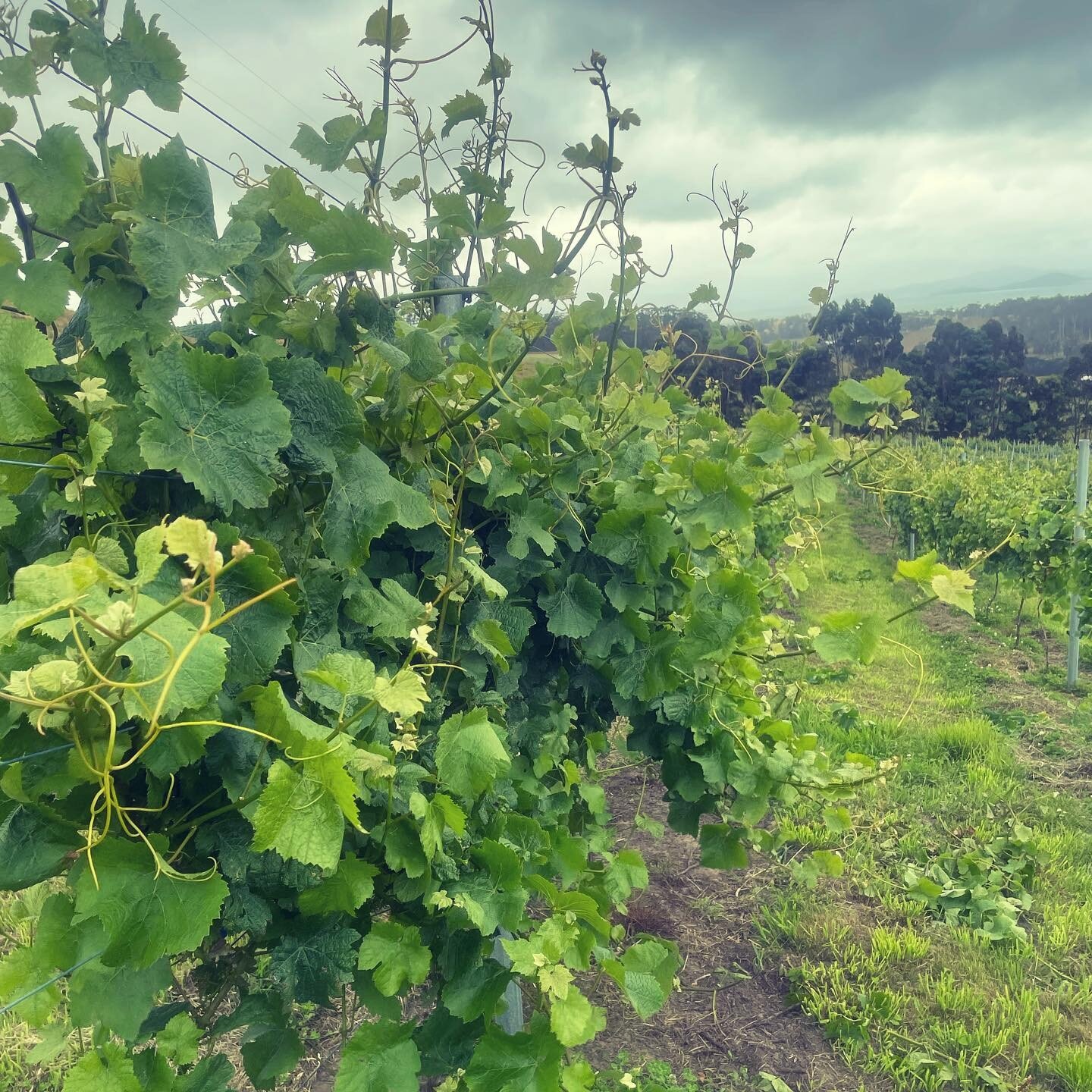 A spot of housekeeping in the vineyard today&hellip; the vines are growing faster than we can tuck them in at the moment! 😅

#summerinthevineyard #canopymanagement #viticulture #tassiewine #pinotnoir #tassiesparkling #vintage2022inthemaking